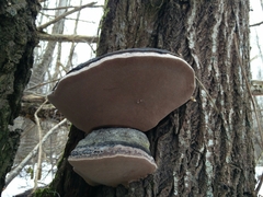 Phellinus populicola