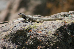 Microlophus peruvianus