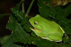 Zhangixalus taipeianus