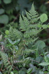 Anisocampium niponicum