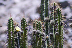 Corryocactus brevistylus