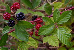 Rubus grabowskii