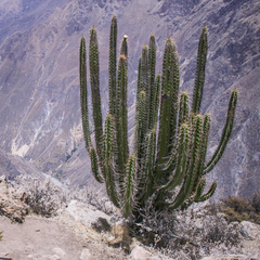 Corryocactus brevistylus