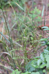 Anisocampium niponicum