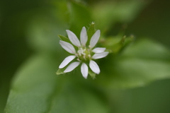 Stellaria aquatica