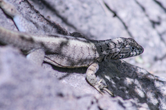 Microlophus peruvianus