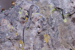 Microlophus peruvianus