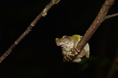 Kurixalus eiffingeri