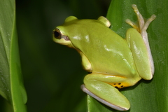 Hyla chinensis