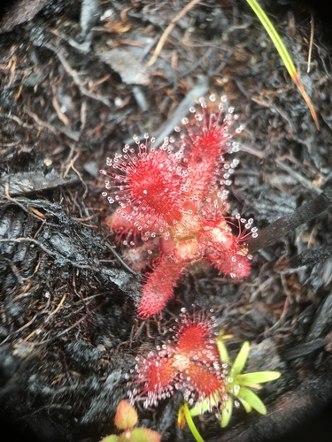 Drosera graomogolensis