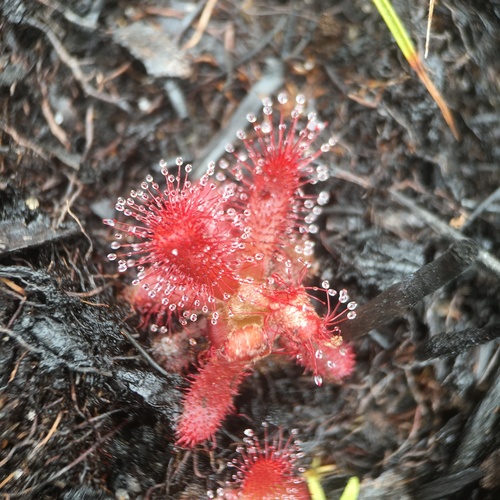 Drosera graomogolensis