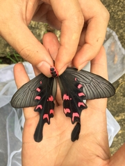 Papilionidae