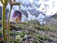 Pulsatilla wallichiana