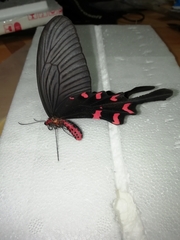 Papilionidae