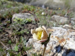 Pulsatilla wallichiana