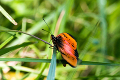 Acraea natalica