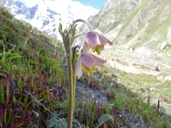Pulsatilla wallichiana