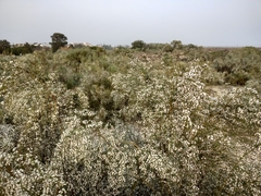 Retama monosperma