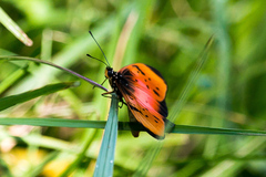 Acraea natalica