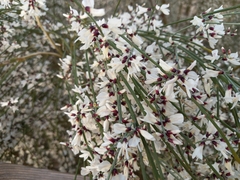 Retama monosperma