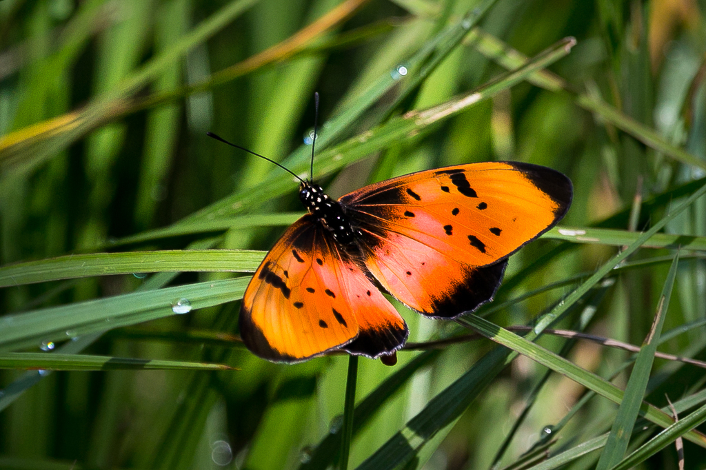 Natal Acraea