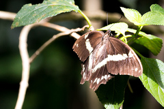 Papilio nireus lyaeus
