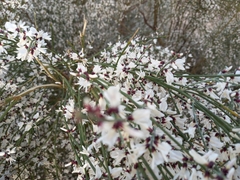 Retama monosperma