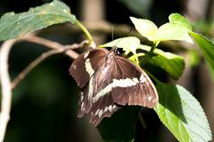 Papilio nireus lyaeus