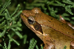 Rana longicrus