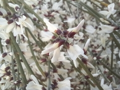 Retama monosperma