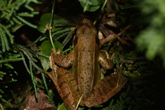 Rana longicrus
