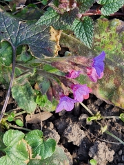 Pulmonaria officinalis