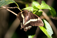 Papilio nireus lyaeus