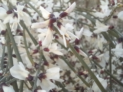Retama monosperma