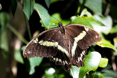 Papilio nireus lyaeus