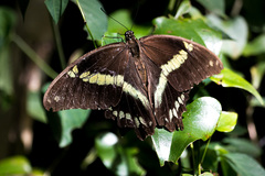 Papilio nireus lyaeus
