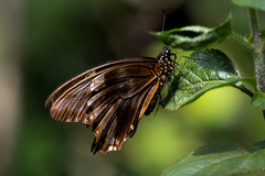 Papilio nireus lyaeus
