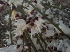 Retama monosperma