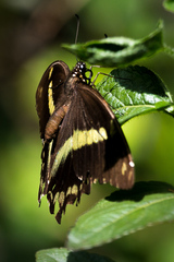 Papilio nireus lyaeus