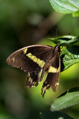 Papilio nireus lyaeus