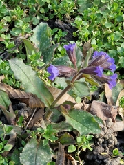 Pulmonaria officinalis