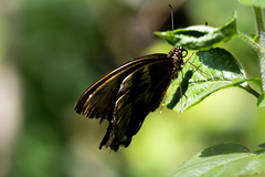 Papilio nireus lyaeus