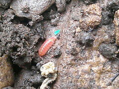 Androniscus dentiger