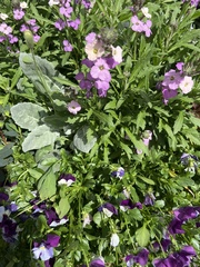 Hesperis matronalis