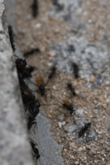 Camponotus japonicus