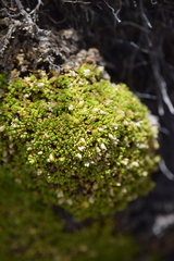 Arenaria bryoides