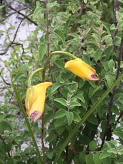 Galeandra