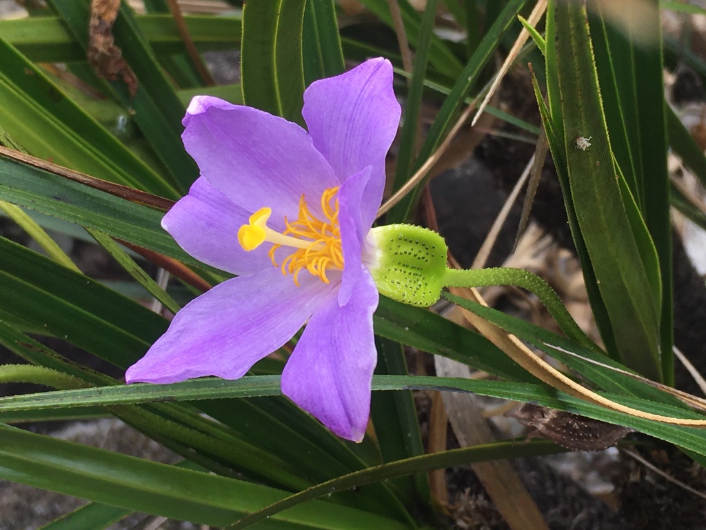 Vellozia stenocarpa