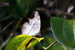 Cymothoe coranus coranus