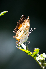 Junonia elgiva